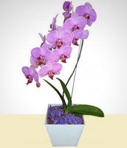 orquidea lindo pique