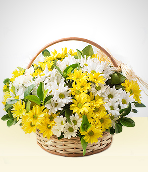 Flores - De Memrias: Margaridas Brancas e Amarelas na Cesta
