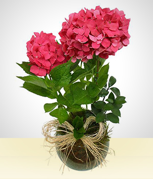 Flores - Querida: Hortnsia Plantada em vaso de vidro
