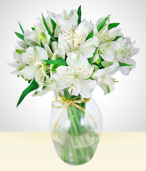 Flores - Para algum querido: Astromlias Brancas