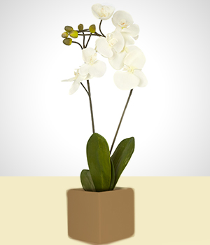 Paz & Tranquilidade: Phalaenopsis