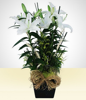 Flores - De Paz: Lrio Branco Plantado