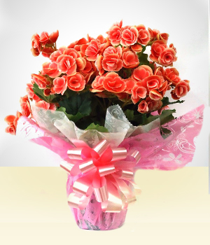 Flores - Mais Amor: Begnia em vaso decorado
